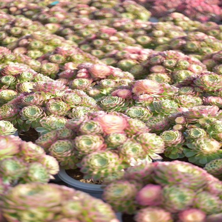 Aeonium 'Neptune' best
