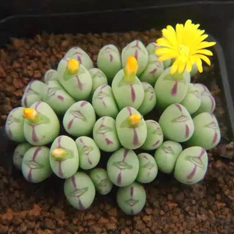 Conophytum Auriflorum suppliers
