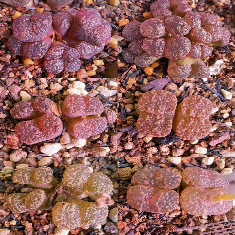 Conophytum Pellucidum suppliers