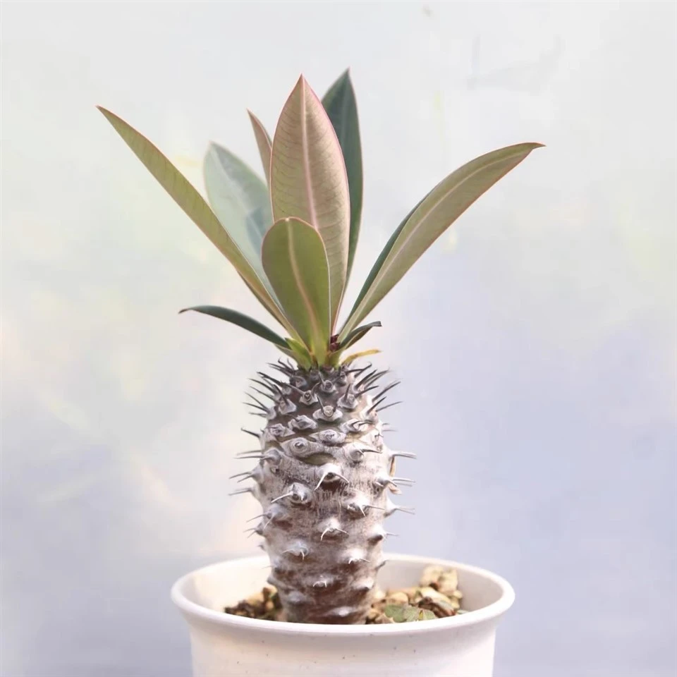 Euphorbia Pachypodioides