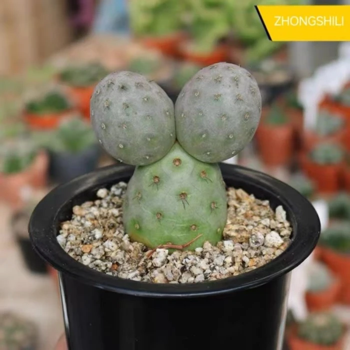 Tephrocactus Geometricus