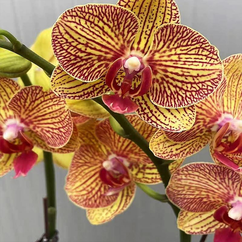 Phalaenopsis AphroditeRchb.f.