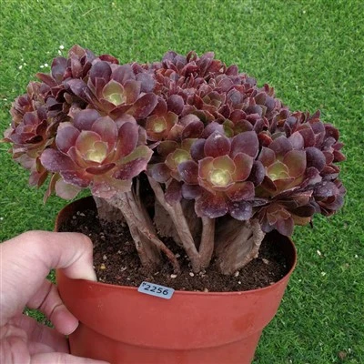 Aeonium Arboreum Velour Cristata