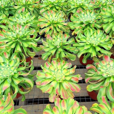 Aeonium 'tyran'