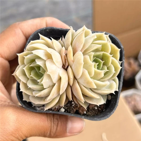 Echeveria Pink Sea Dobbelthoved