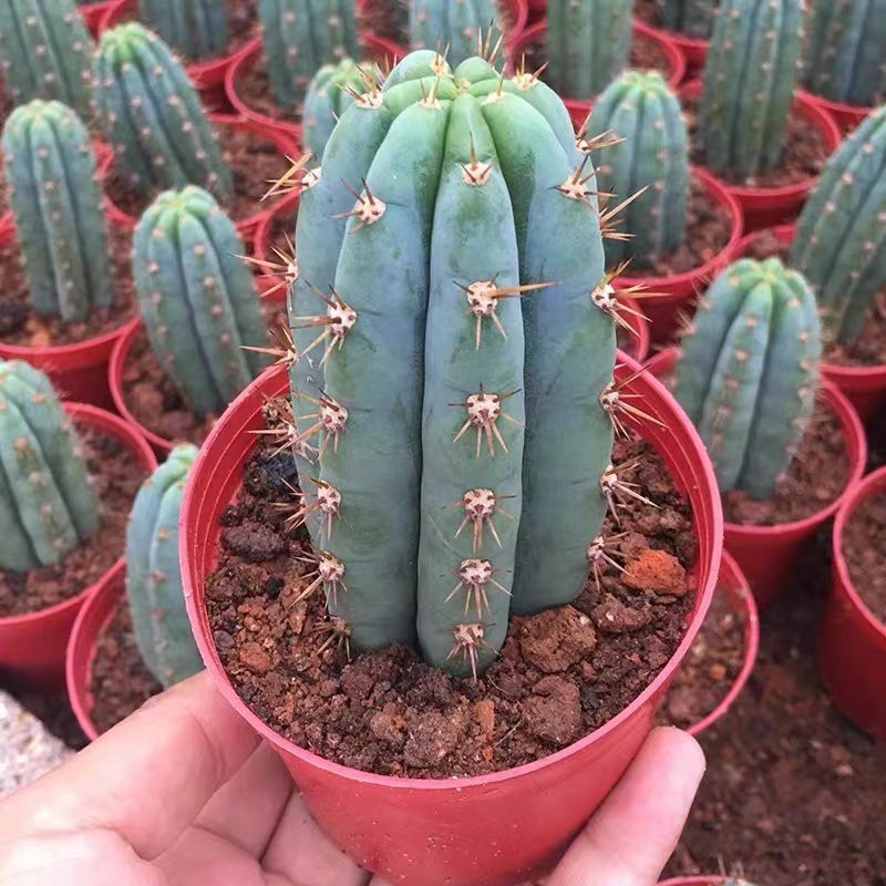 Trichocereus Pachanoi Britton